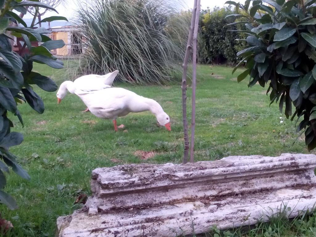 نارني La Vecchia Stalla B&B المظهر الخارجي الصورة